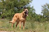 MALINOIS 713